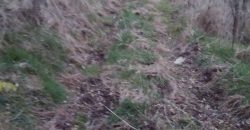 Šumsko zemljište Velika Ivanča / Rogača KOSMAJ