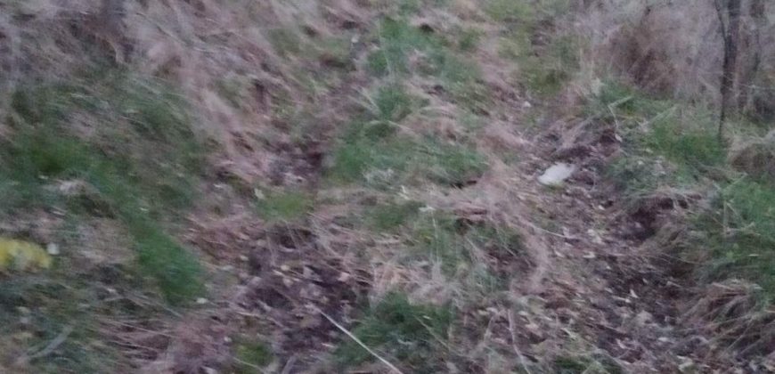 Šumsko zemljište Velika Ivanča / Rogača KOSMAJ