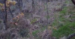 Šumsko zemljište Velika Ivanča / Rogača KOSMAJ