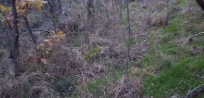 Šumsko zemljište Velika Ivanča / Rogača KOSMAJ