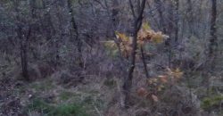 Šumsko zemljište Velika Ivanča / Rogača KOSMAJ