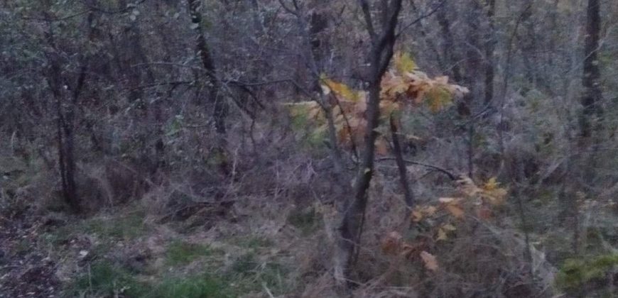 Šumsko zemljište Velika Ivanča / Rogača KOSMAJ