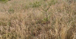 Gradjevinsko zemljište Popović Sopot