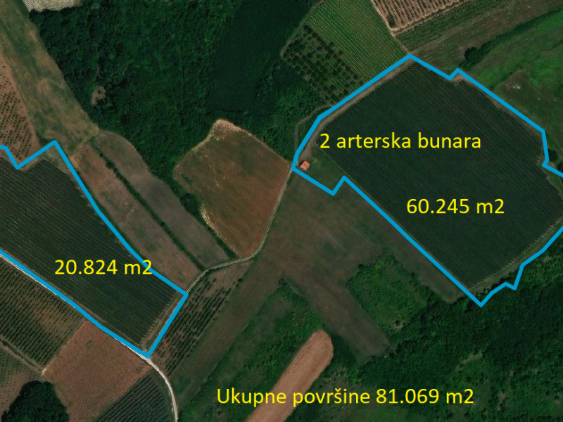 Voćnjak Jabuke Dubona Malo Orašje