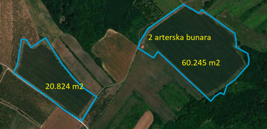 Voćnjak Jabuke Dubona Malo Orašje