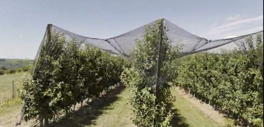 Voćnjak Jabuke Dubona Malo Orašje