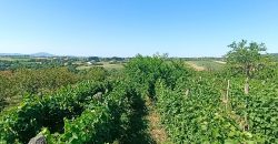 Gradjevinsko zemljište Koraćica Voćnjak 129 Ari
